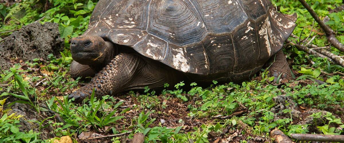 A tortoise in a lush green forest.