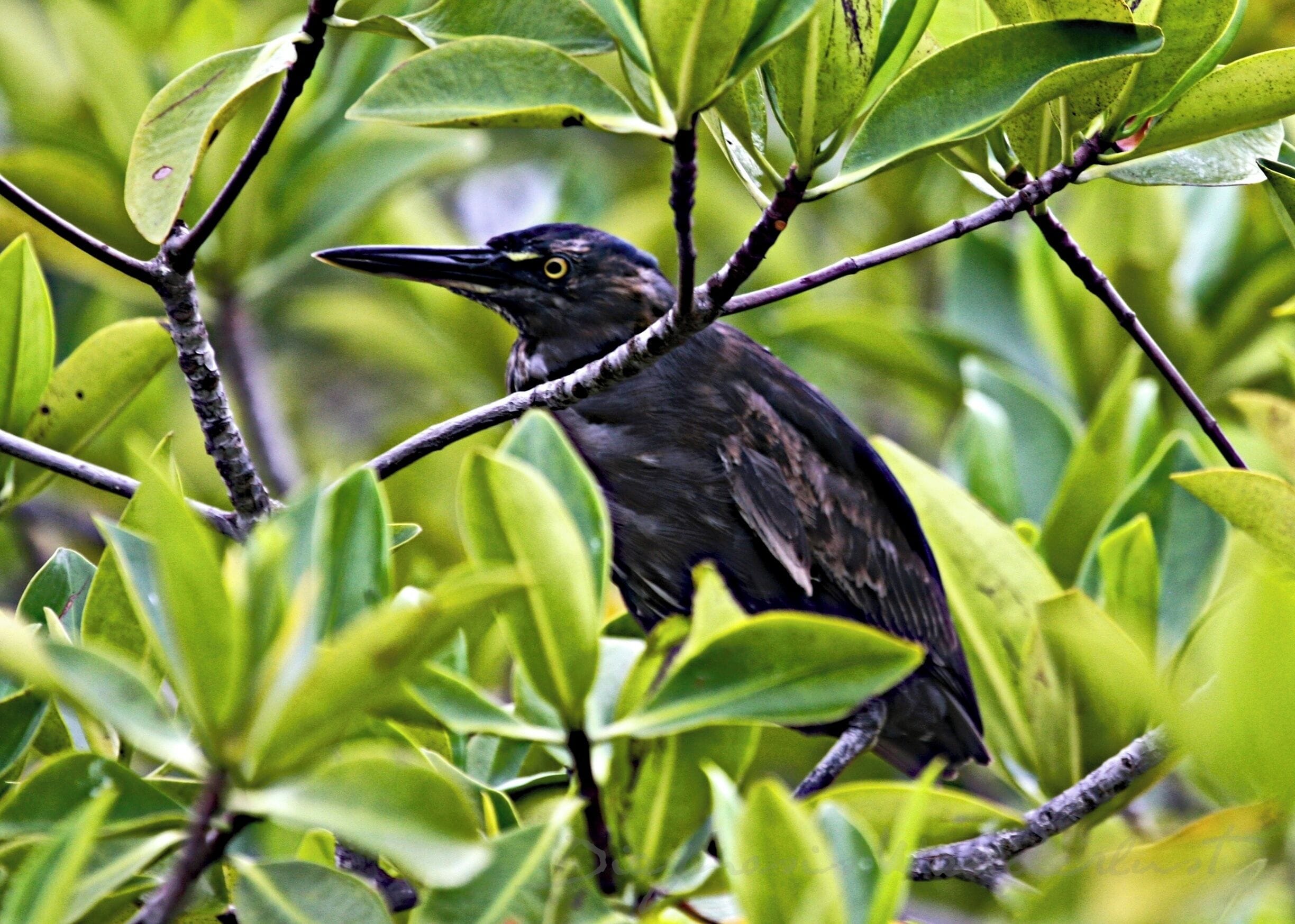 Lava Heron in the mangroves of Black Turtle Cove on Santa Cruz Island in the Galapagos.  Our first panga ride and within just a few minutes we saw blue footed booby, lava heron, pelicans, and sea turtles...  out of this world.