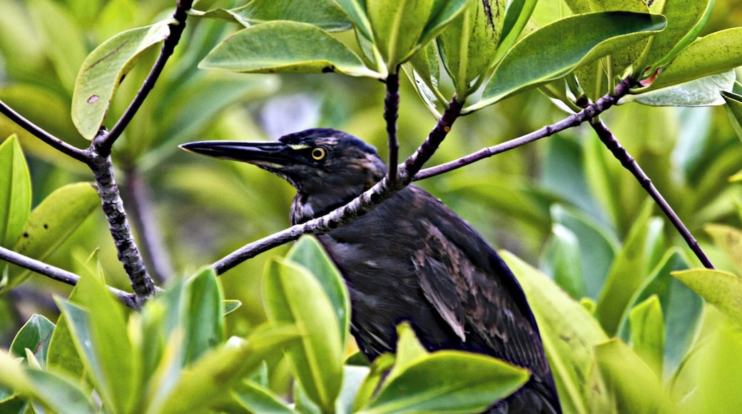 Lava Heron in the mangroves of Black Turtle Cove on Santa Cruz Island in the Galapagos. Our first panga ride and within just a few minutes we saw blue footed booby, lava heron, pelicans, and sea turtles... out of this world.