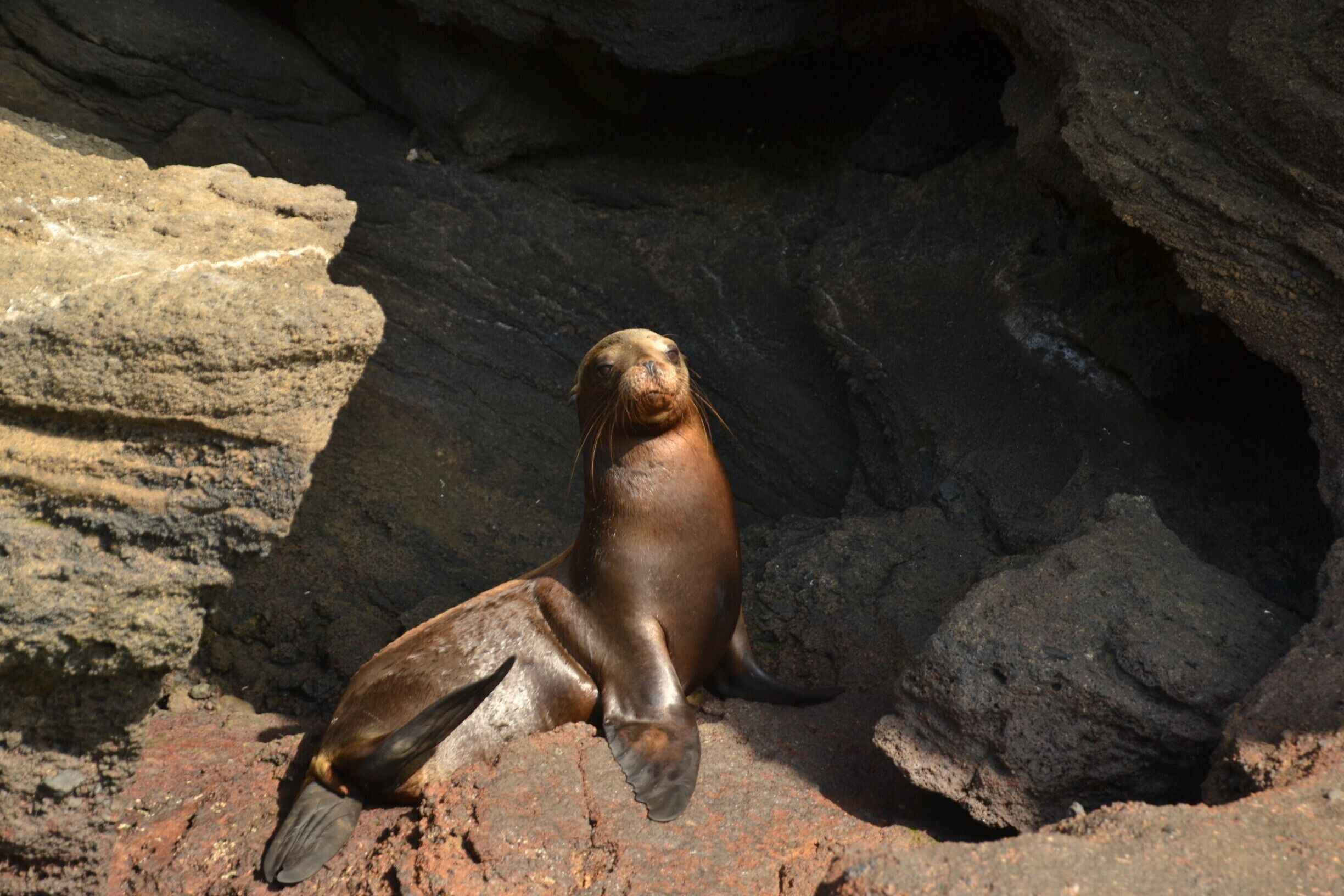 A seal resting on rocky terrain.