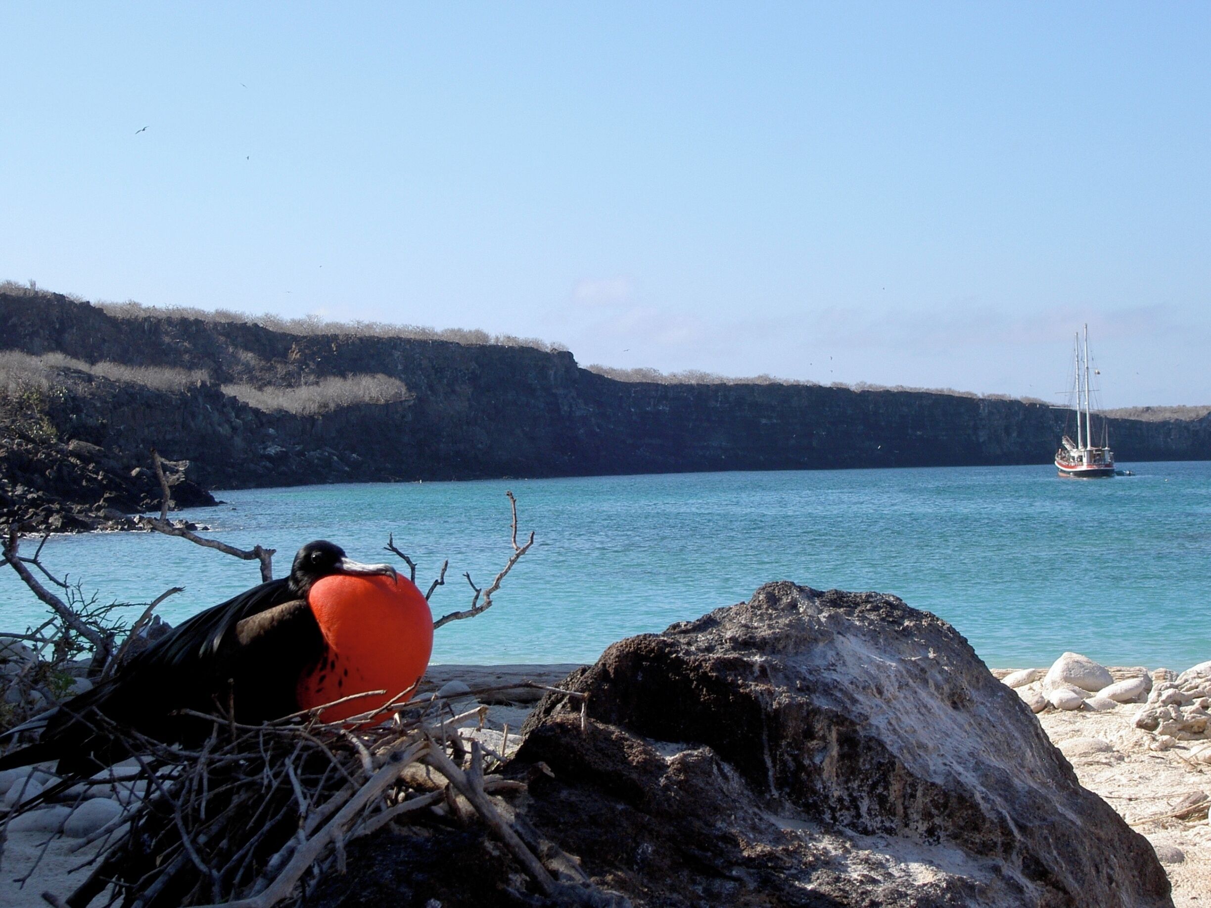 This male frigate bird had built his nest hoping to attract a female partner and now he is puffing up his chest to further attract one.
I found my boat tour on line on this 95 foot schooner that is anchored in the distance----great value--great experience.