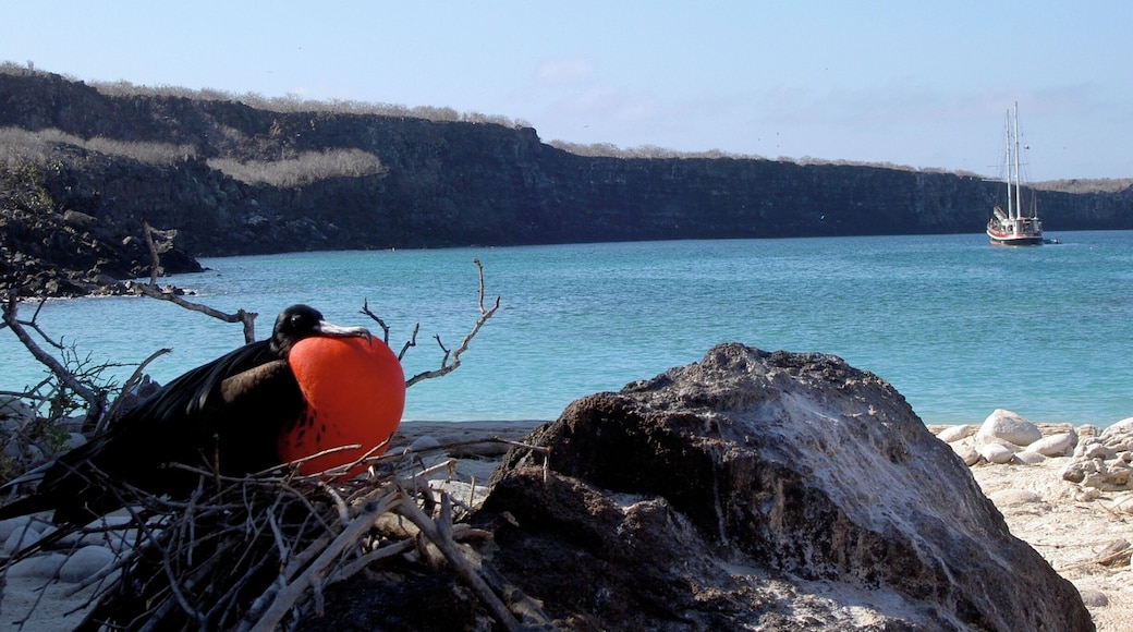 This male frigate bird had built his nest hoping to attract a female partner and now he is puffing up his chest to further attract one.
I found my boat tour on line on this 95 foot schooner that is anchored in the distance----great value--great experience.