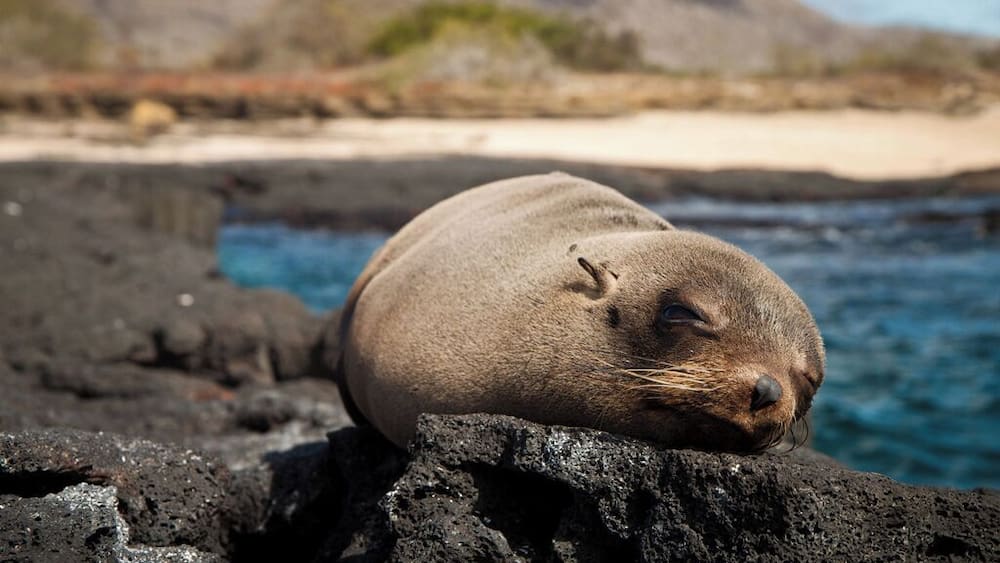 A seal resting on a rocky shore with a clear blue ocean and a sandy beach in the background.
