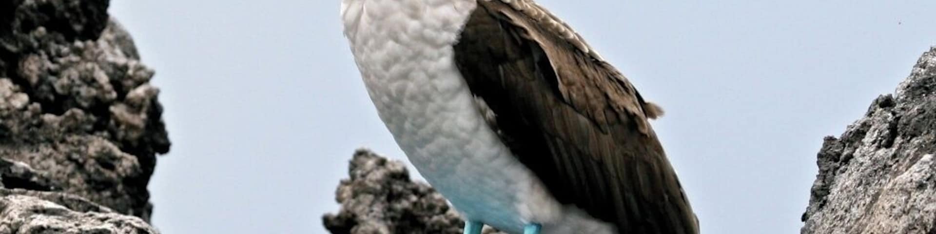 Day 1 of of our Galapagos Island Adventure began at Santa Cruz Island. We approached Black Turtle Cove in our panga boats from our small cruising vessel, and the first sign of wildlife were birds with blue feet. Yes, the infamous Blue Footed Booby. It was so exhilarating to see them here. #NationalPark