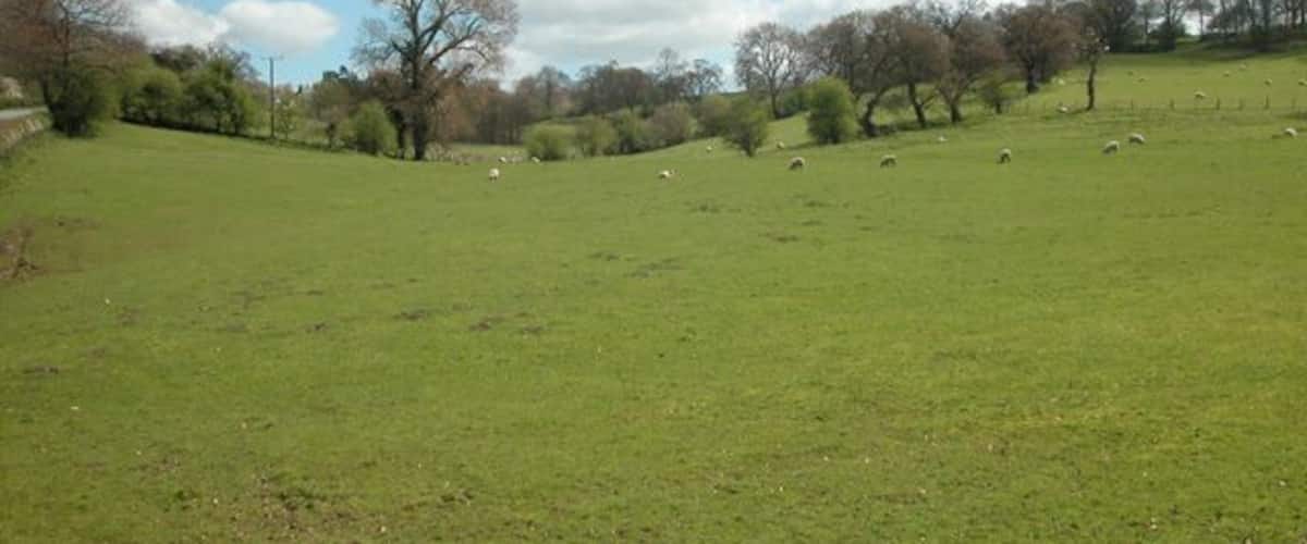 A grassy field with sheep and trees under a partly cloudy sky.
