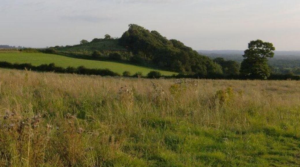 Hill top copse near Duckington Not much in this square apart from open fields with rolling hillside and two woods, this one is the Southernmost and commands a view over the Dee valley to the West.