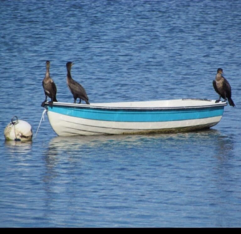 Cormorants sunning on the lake.