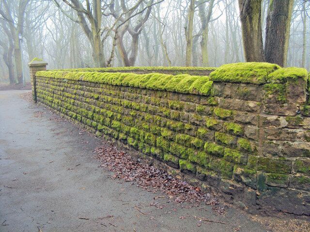Moss covered wall near Annesley church. Lush covering of moss on the cemetery wall. Always in the shade due to the thick covering of trees.
