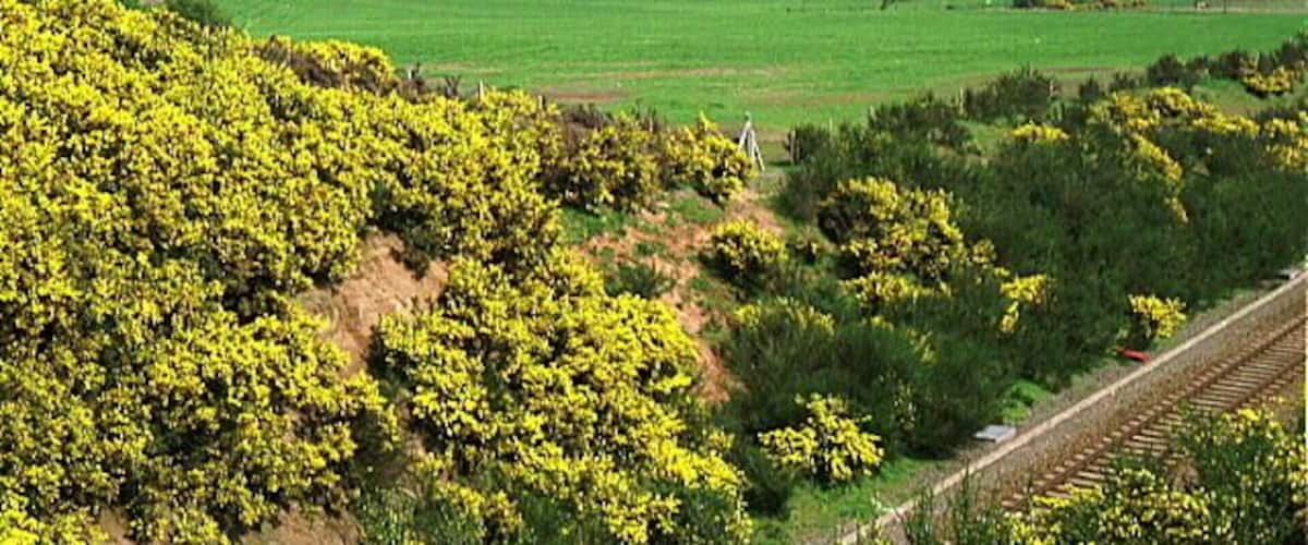 A railway track, green fields, and yellow flowering trees.