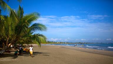 Northern Coast featuring tropical scenes and a sandy beach as well as a small group of people