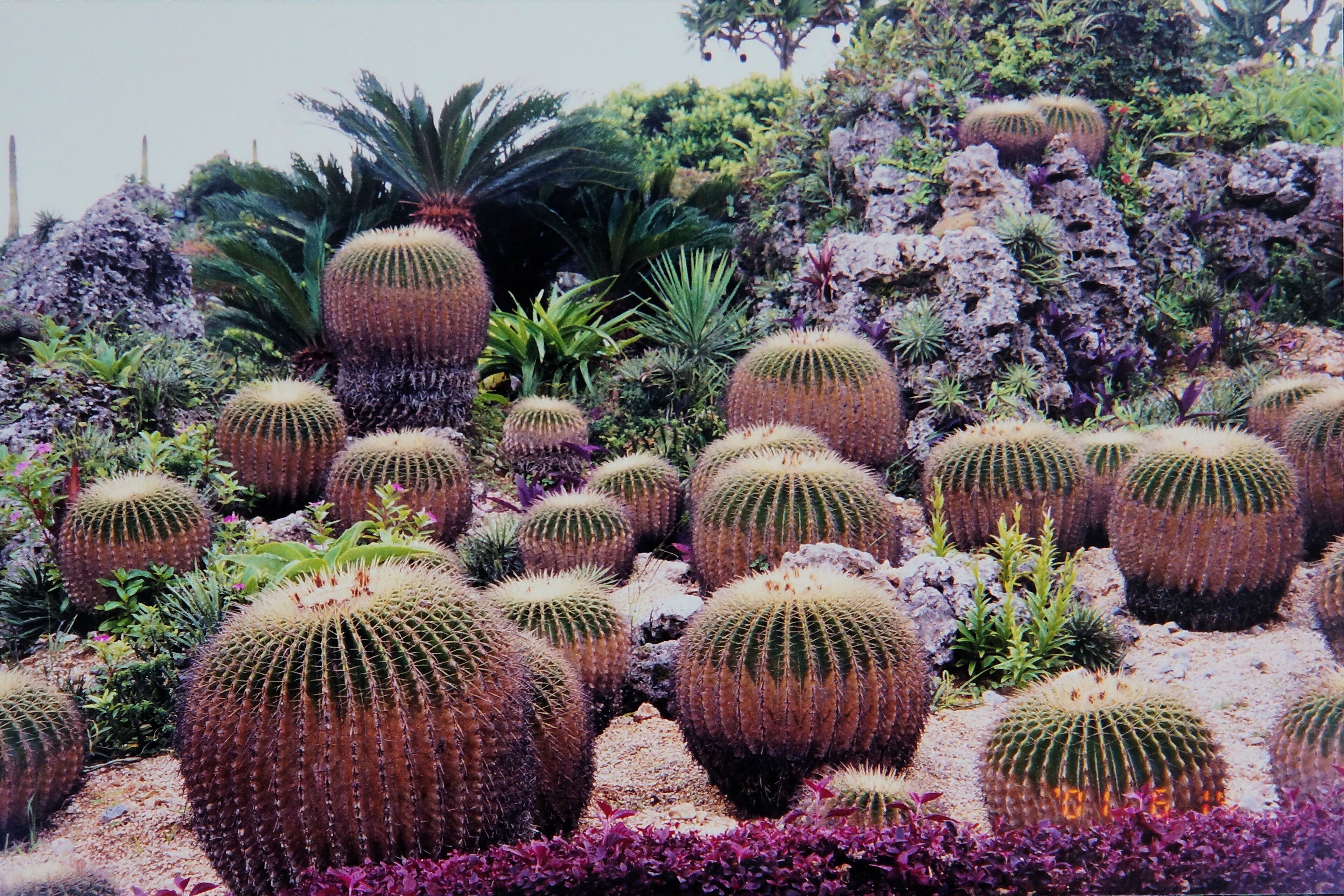 Echinocactus grusonii in the Southeast Botanical Gardens, Okinawa, Japan.