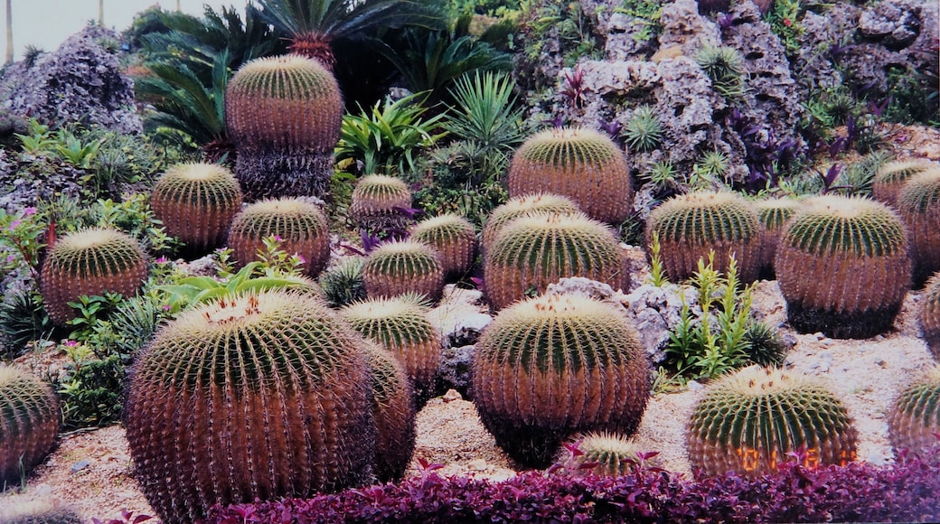 Echinocactus grusonii in the Southeast Botanical Gardens, Okinawa, Japan.