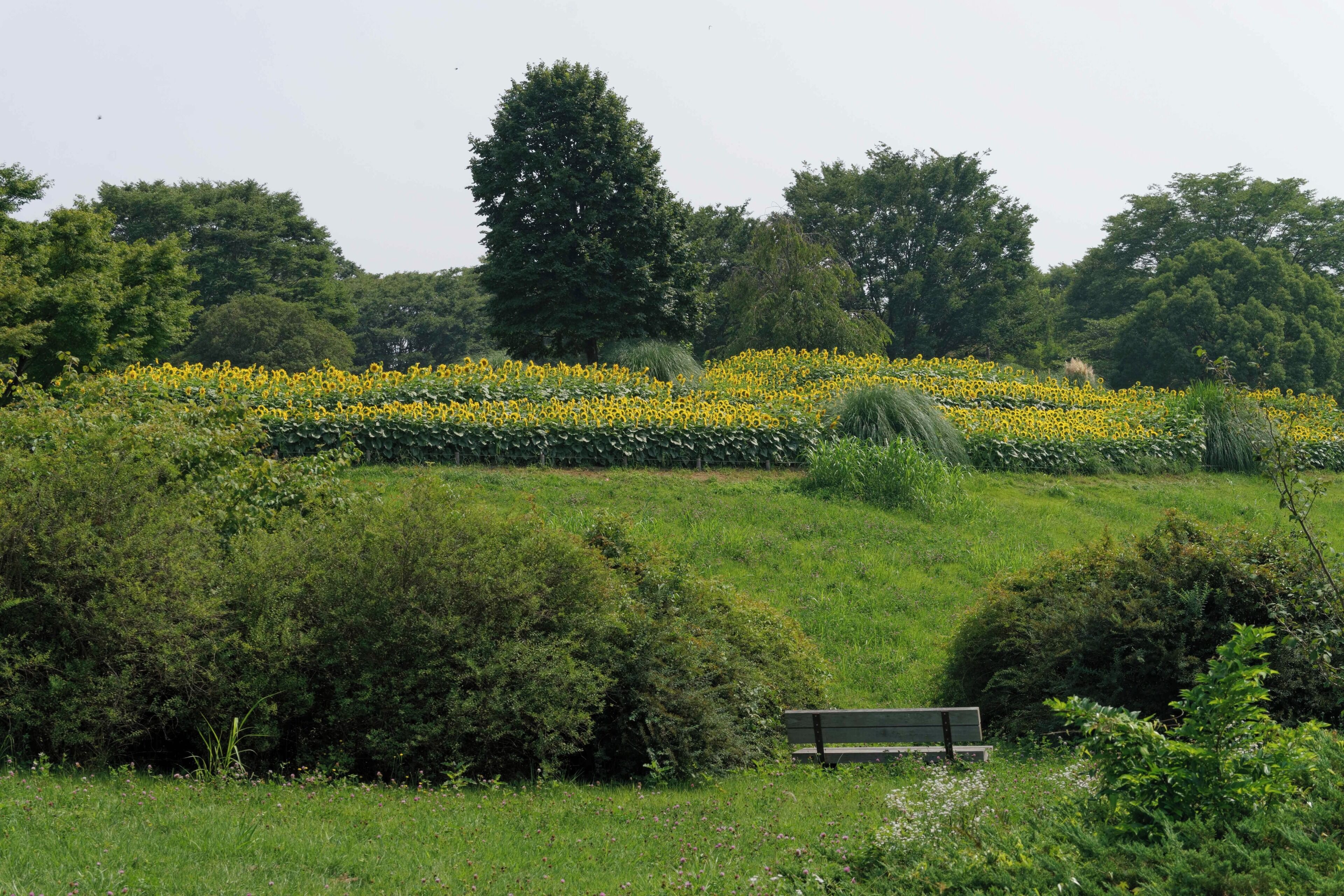 昭和記念公園 ヒマワリ