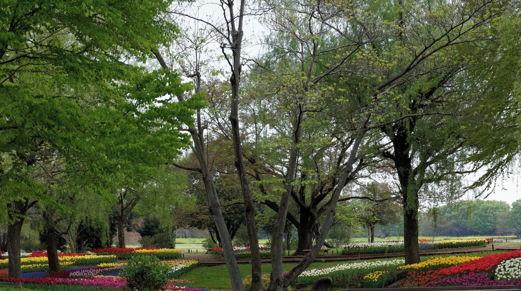 昭和記念公園 チューリップ