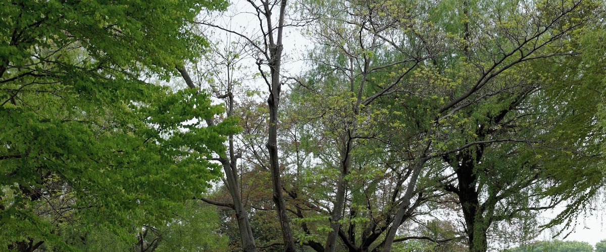 昭和記念公園 チューリップ