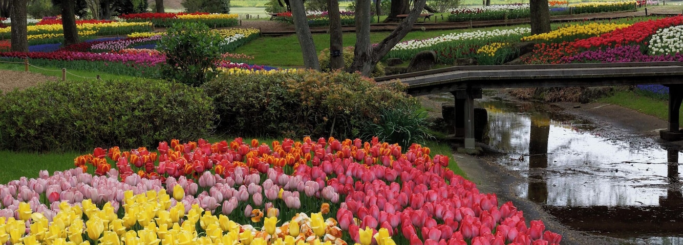 昭和記念公園 チューリップ