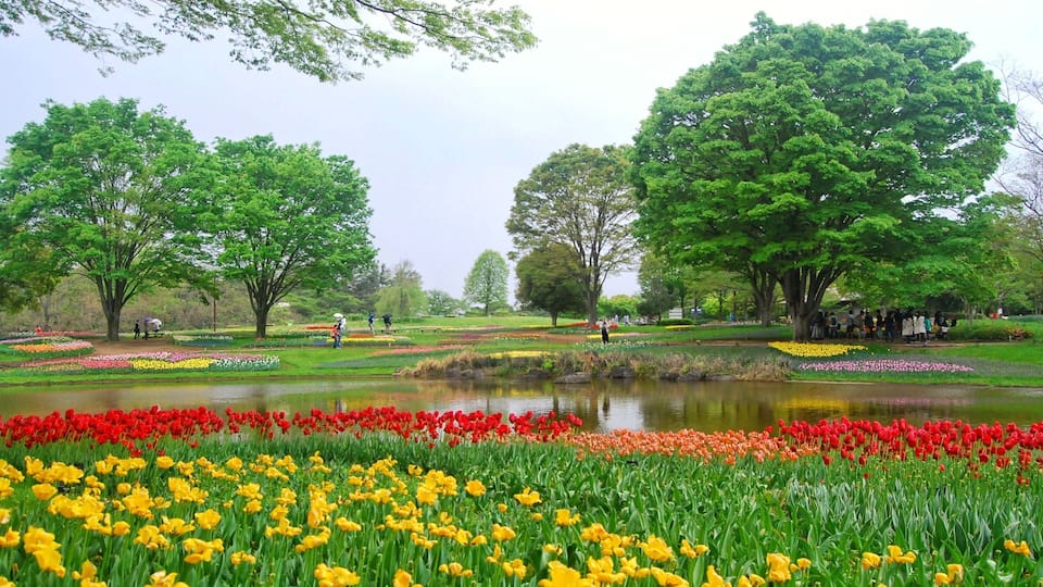 A park with a pond, trees, and tulips.