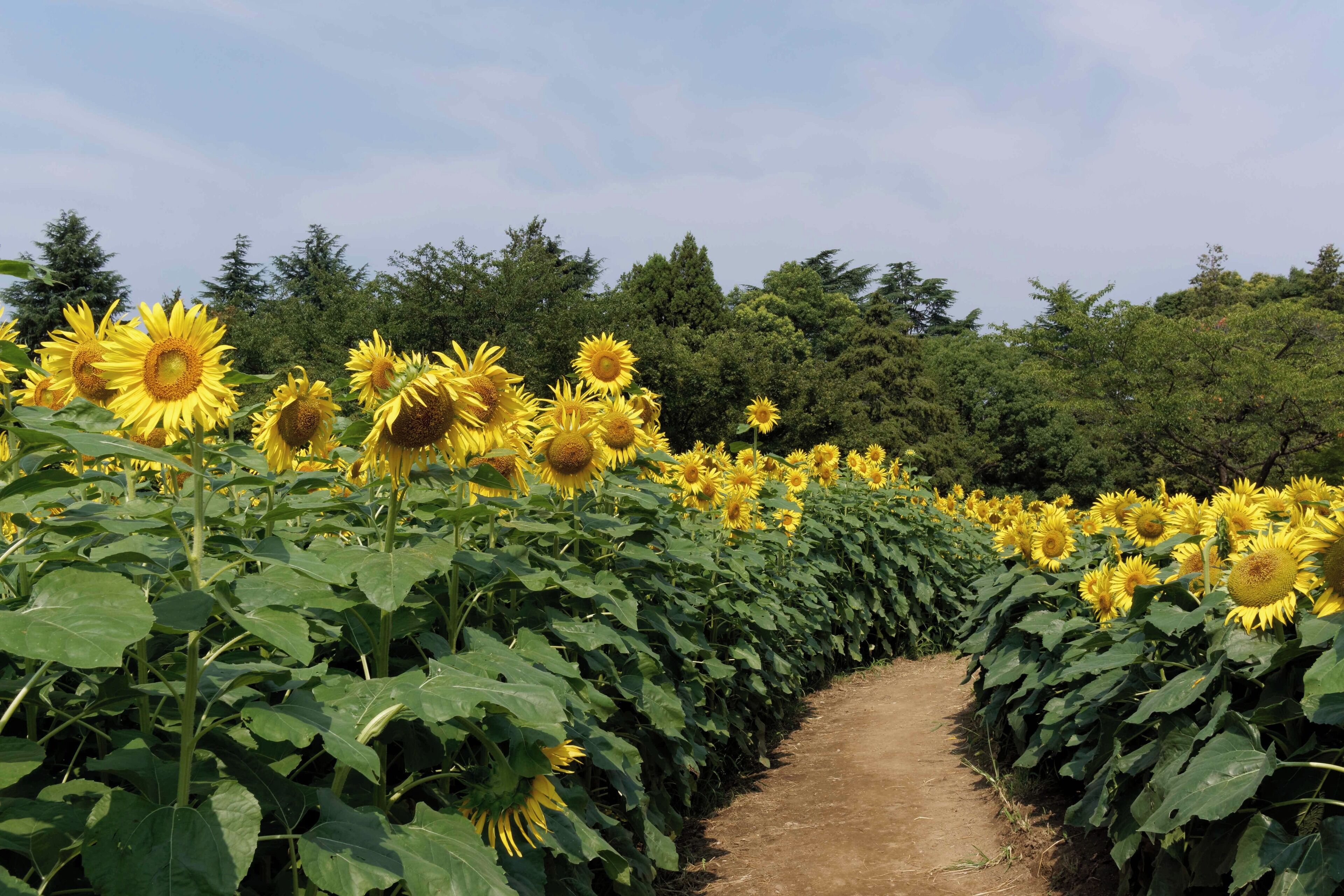 昭和記念公園 ヒマワリ