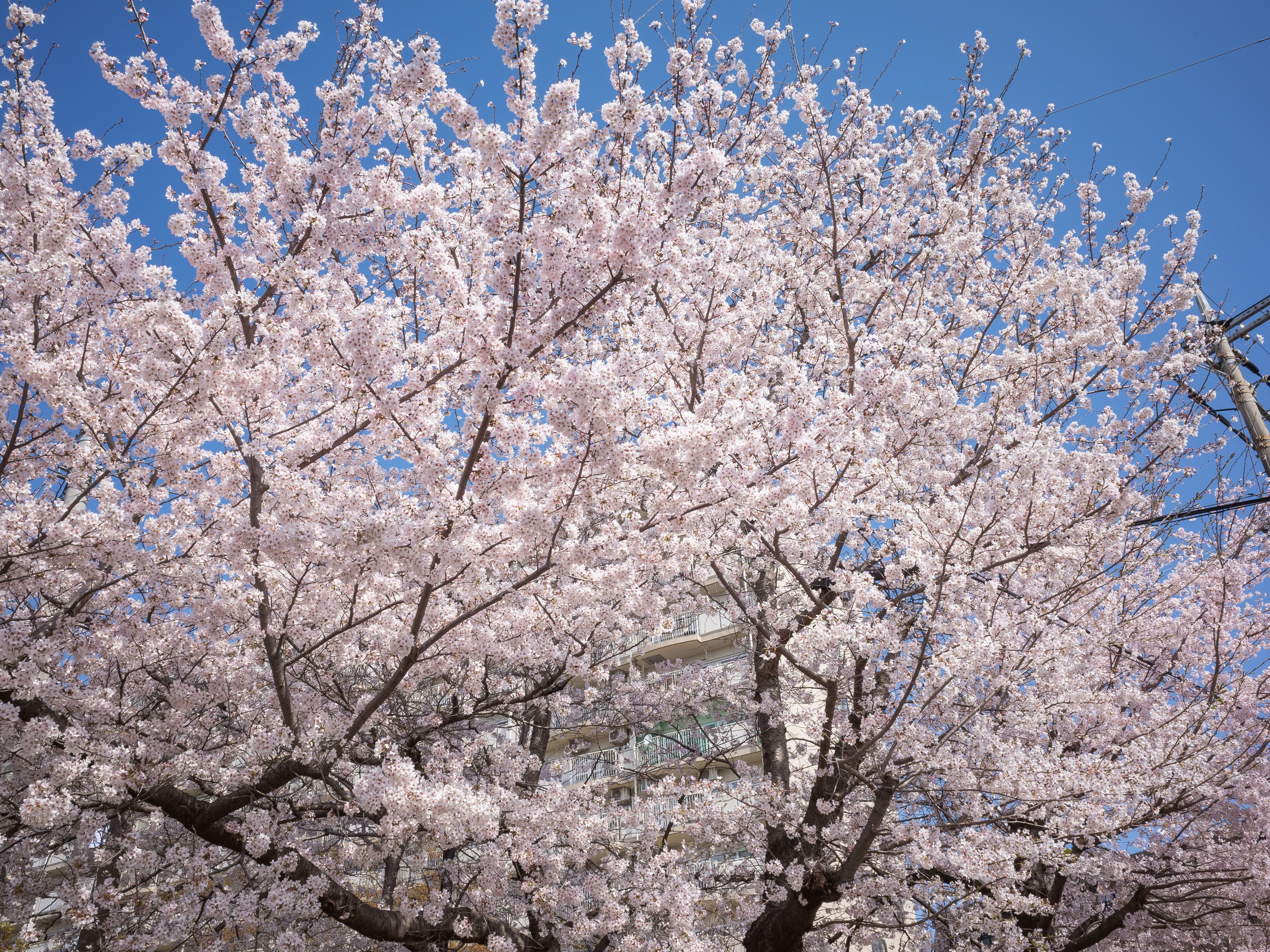 cherry blossom full blooming on the street in spring of tokyo