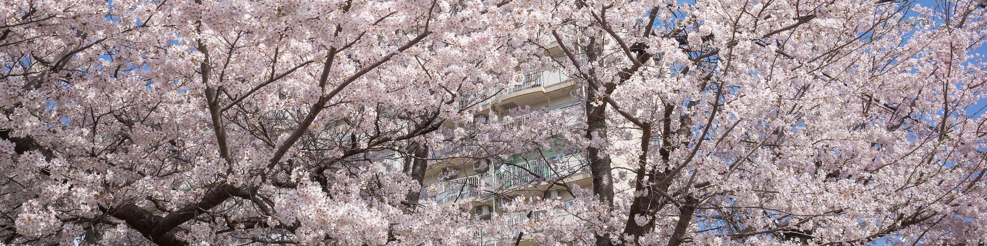 cherry blossom full blooming on the street in spring of tokyo