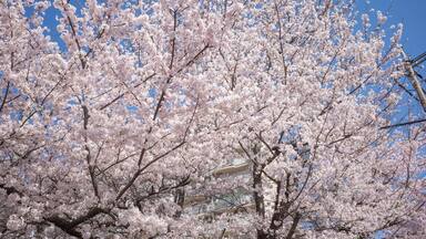 cherry blossom full blooming on the street in spring of tokyo
