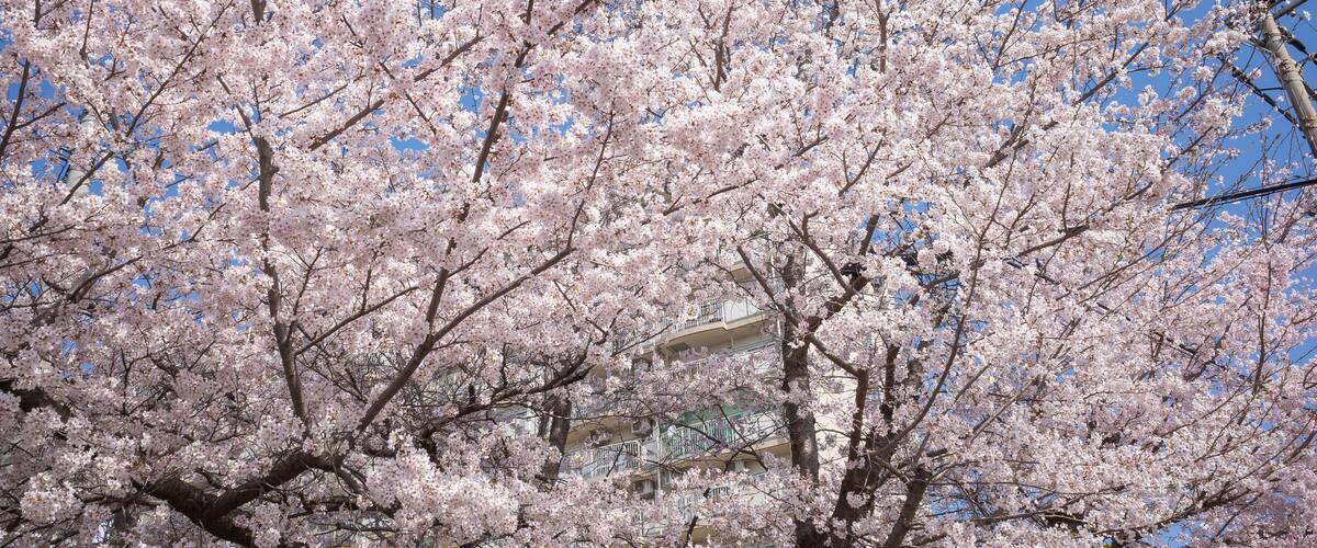 A cherry blossom tree with pink flowers against a clear blue sky.
