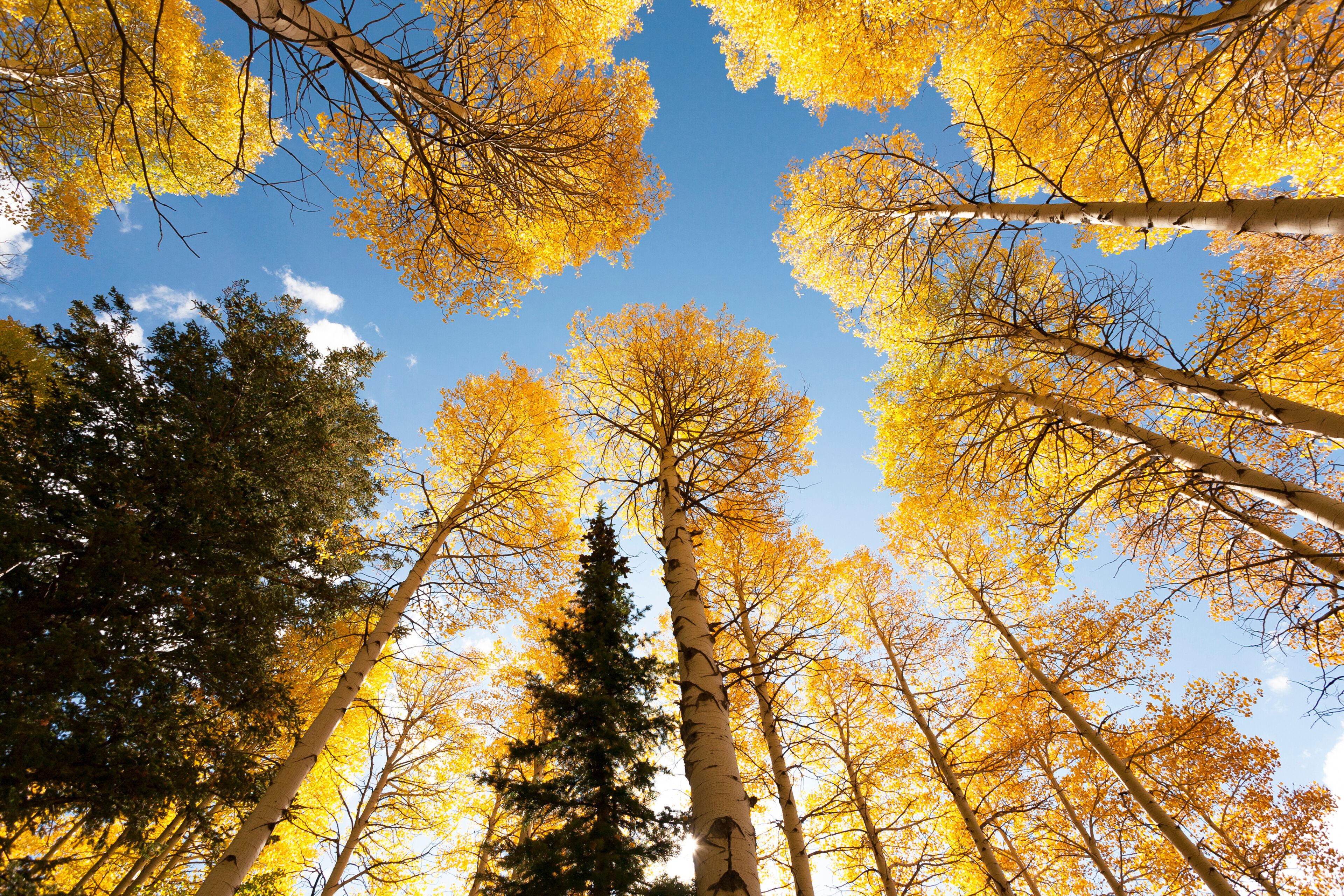 USA, Idaho, Targhee National Forest. Looking up through Quaking Aspens in Fall foliage.
