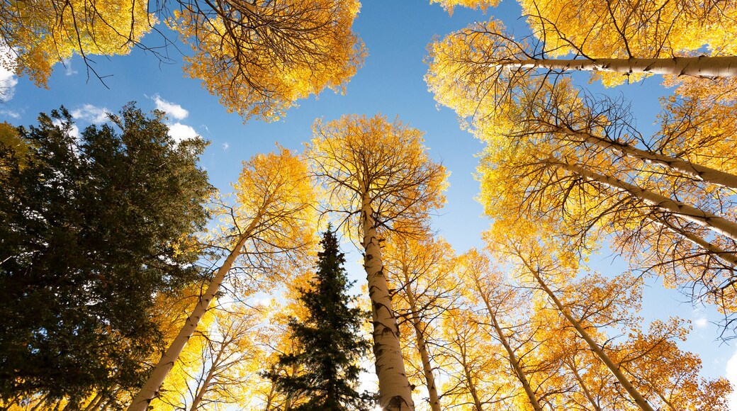 USA, Idaho, Targhee National Forest. Looking up through Quaking Aspens in Fall foliage.
