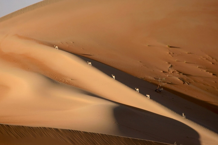 Liwa desert is a beautiful area. If you enjoy desert driving and spending time in the nature, this is a good spot for you. At one point we saw these gazelles in the distance. My zoom was not able to catch a close up but at least we caught them on camera. #driveanddive #abudhabi #dubai #desertcamping#dunedriving#liwadesert #lifeatexpedia