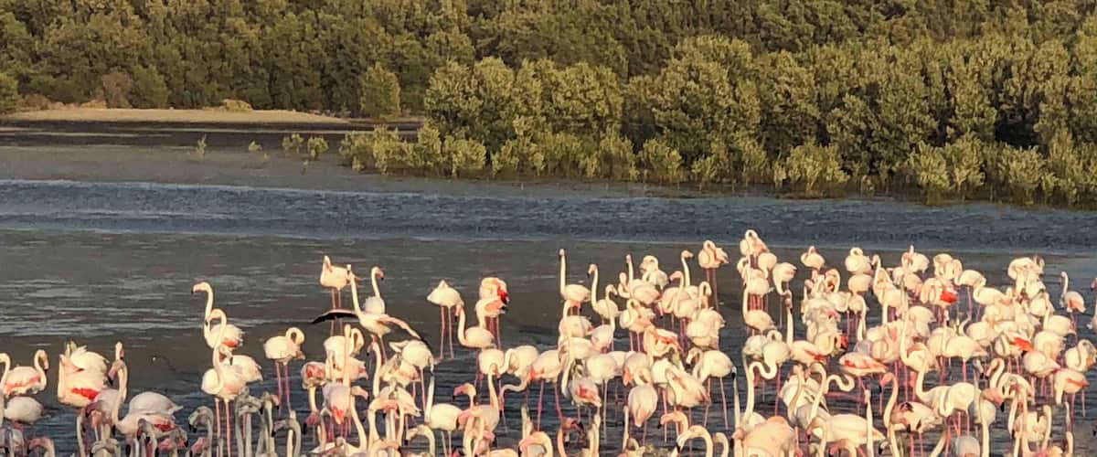 Flamingoes with modern buildings behind