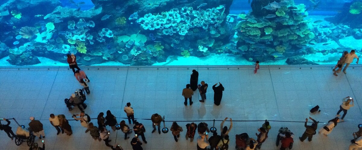An aquarium with large tanks of fish and coral.