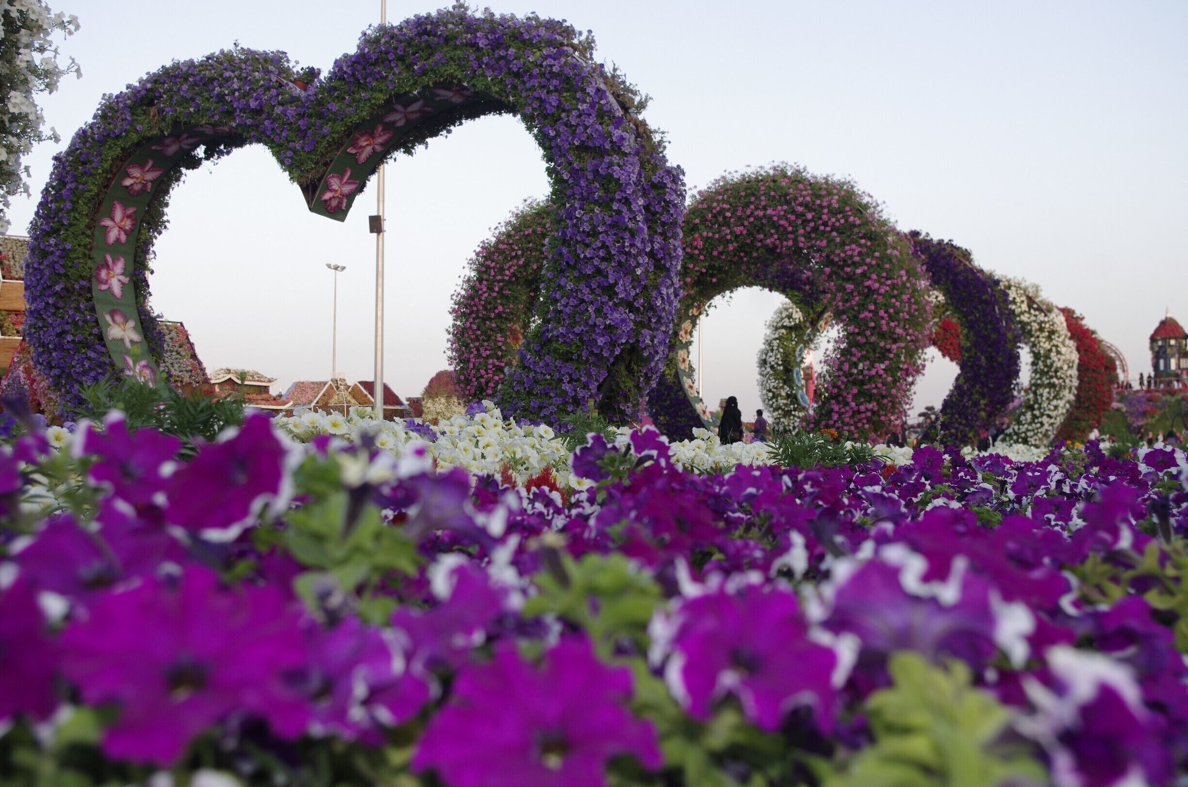Marvelous place to be there specially during UAE in winter, nice weather nice breeze and scent of flowers and roses in the air. i bet you'll enjoy the day there. #lovely #flowers #nice #Dubai #UAE #travel #tourism #roses #love #heart #hearts