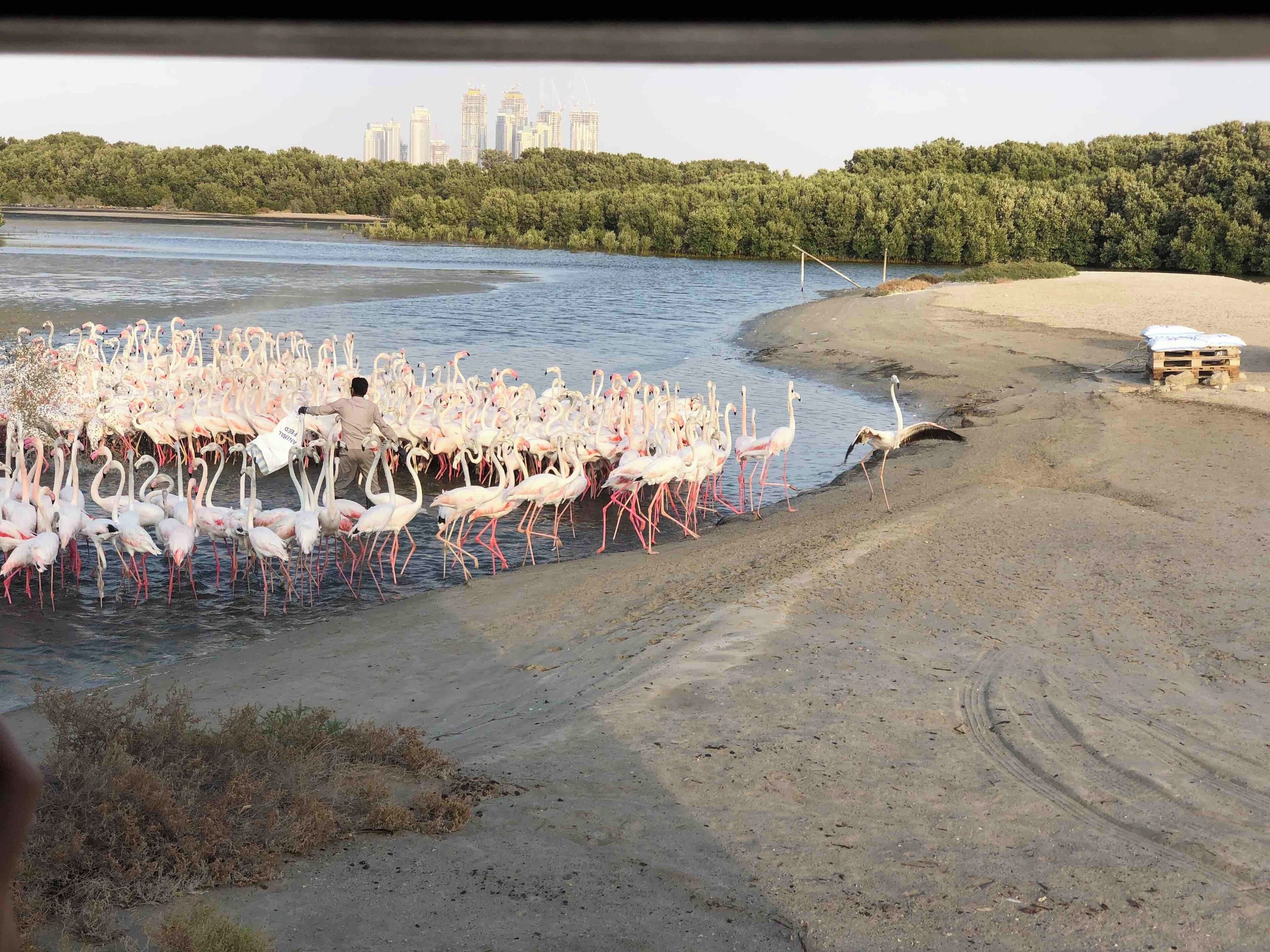 Great place to see flamingoes here