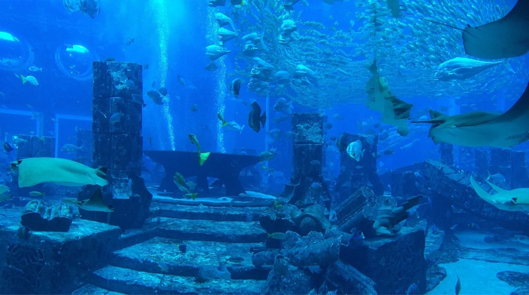This photo does not do justice! One of the many Aquariums of the lost chambers at #Atlantas the Palm, Dubai. #Blue
If you want to visit an aquarium in Dubai this is the one to go to!