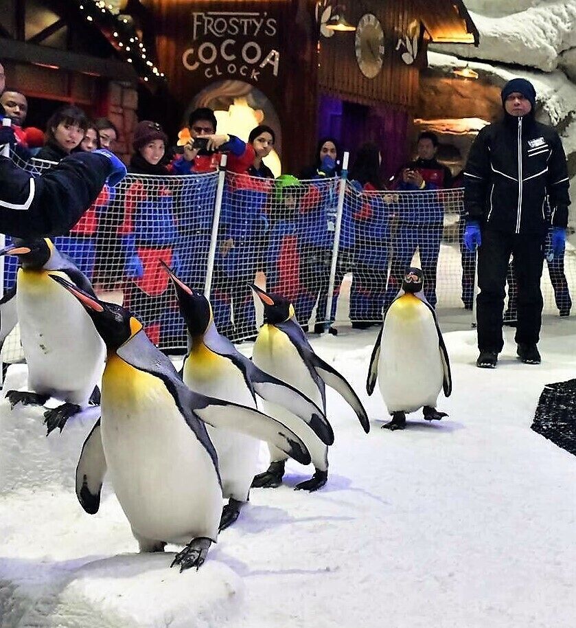 Penguins March at Ski Dubai. Mall of the Emirates 