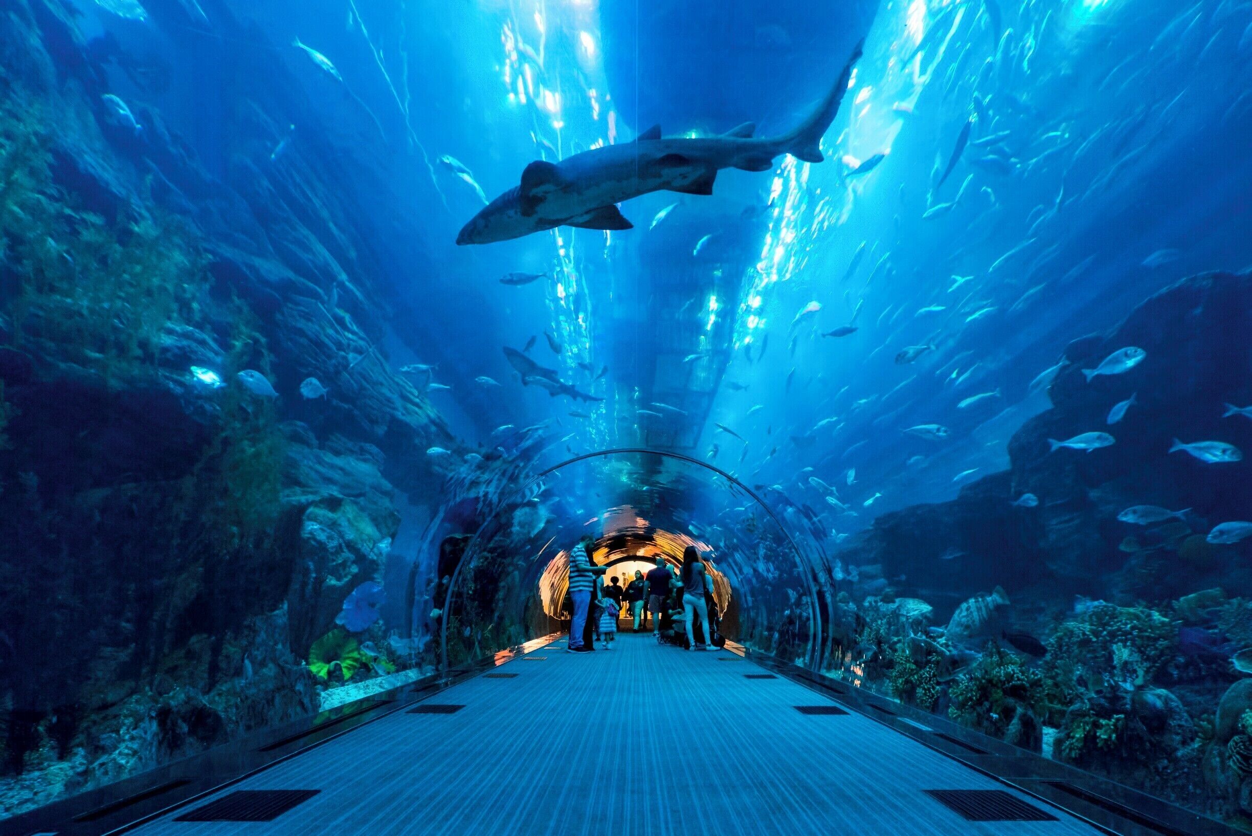 Dubai Aquarium contains the largest viewing panel on earth. Over 33,000 aquatic animals live at the aquarium, including Sand Tiger Sharks and Stingrays. The aquarium is located in the center of the Dubai Mall, the largest mall on earth.

#blue #BVSBlue
