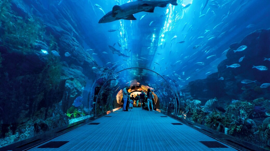 Dubai Aquarium contains the largest viewing panel on earth. Over 33,000 aquatic animals live at the aquarium, including Sand Tiger Sharks and Stingrays. The aquarium is located in the center of the Dubai Mall, the largest mall on earth.
#blue #BVSBlue