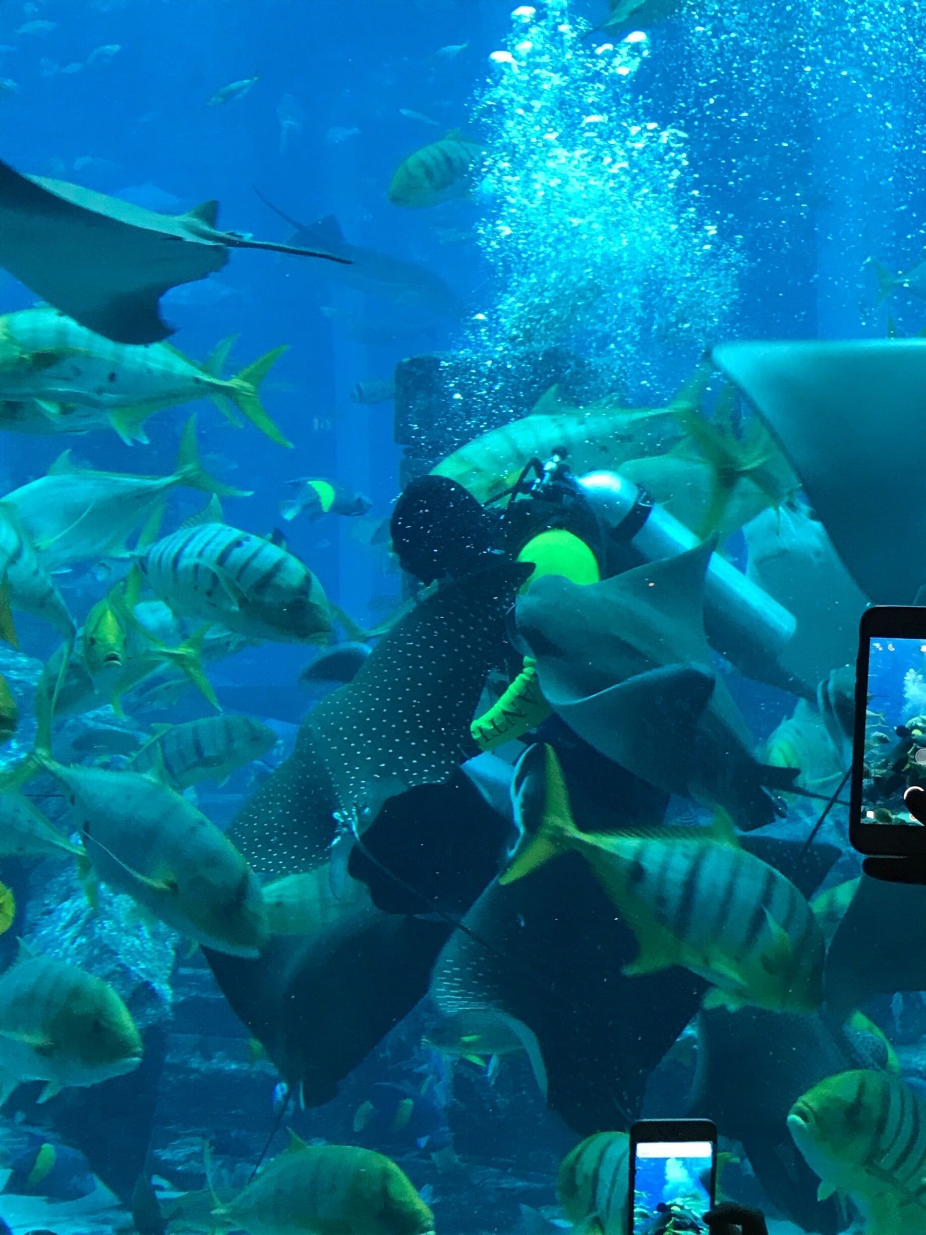 Feeding the stingrays