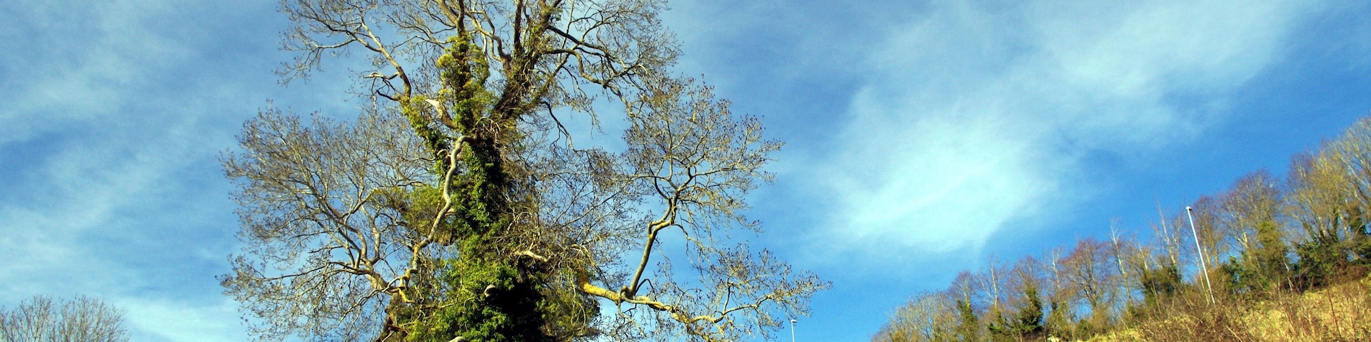 A leafless tree on a grassy hill under a partly cloudy sky.