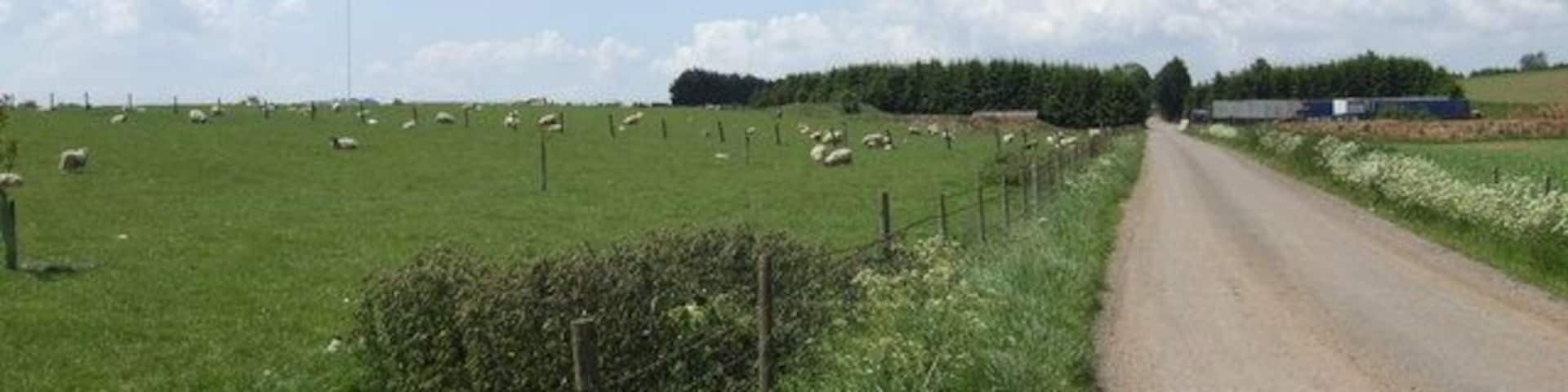 A rural road with a green field and sheep on the left, and a building on the right.