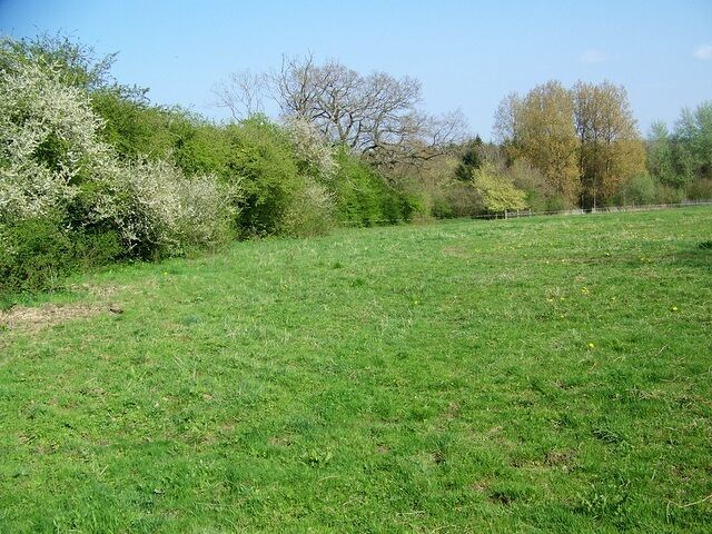 Un campo cubierto de hierba con árboles y arbustos al fondo.