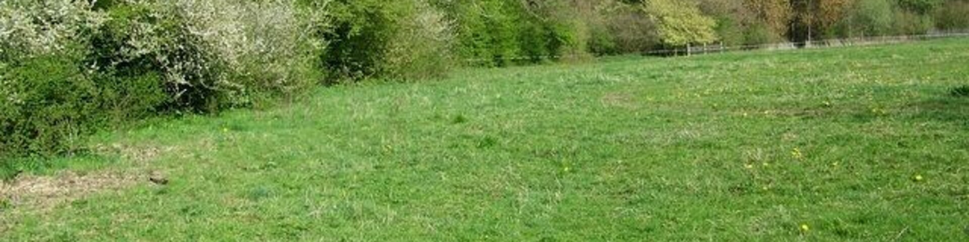 Un campo cubierto de hierba con árboles y arbustos al fondo.