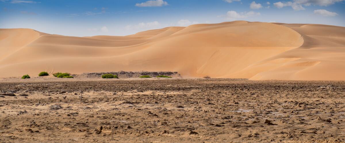 A desert landscape with sand dunes and sparse vegetation under a clear blue sky.