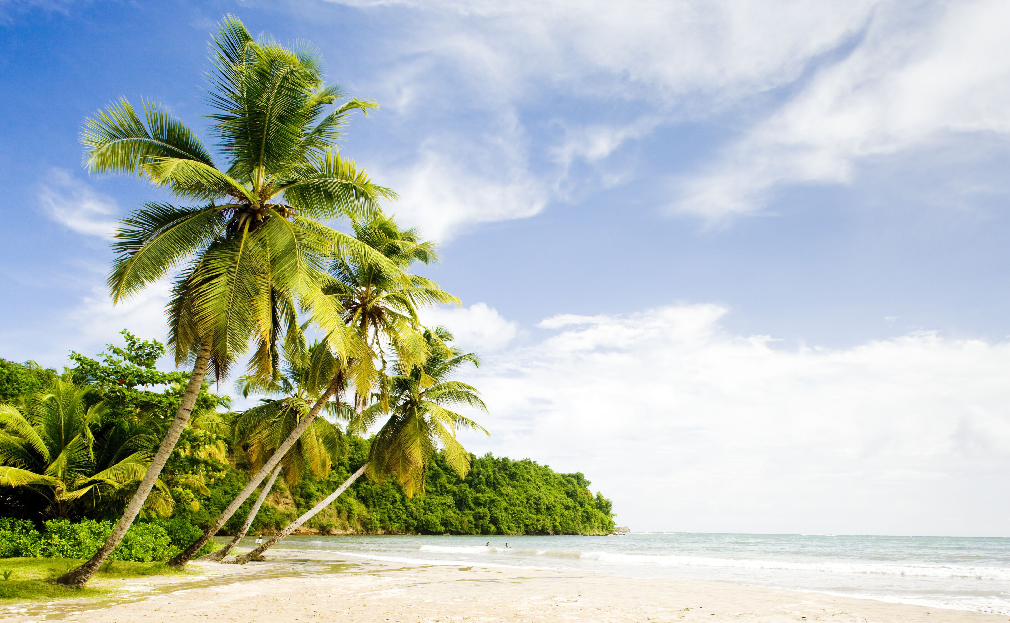 A beach with palm trees and a clear sky.