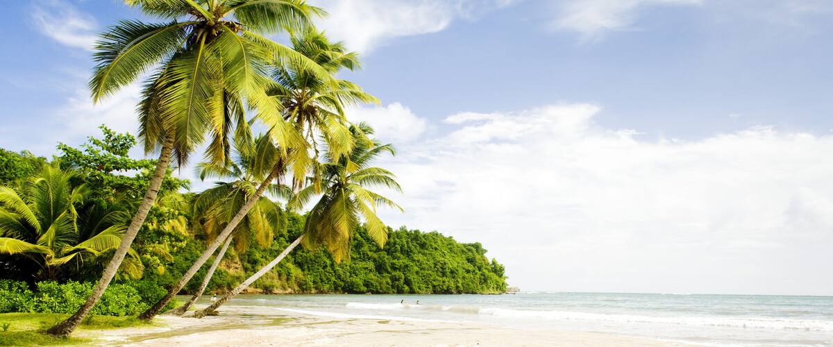 A beach with palm trees and a clear sky.
