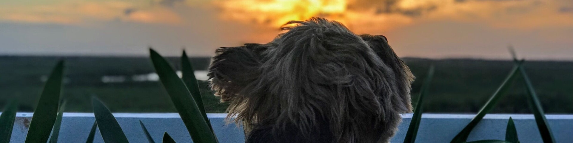 Un chien qui regarde l’étendue d’eau au coucher du soleil.