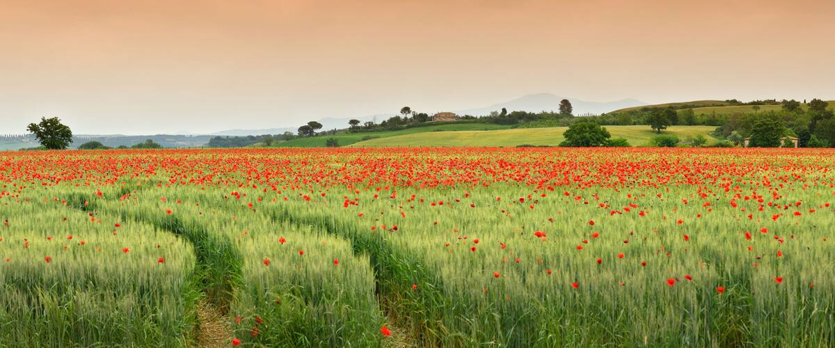 A field of red poppies with rolling hills and a distant mountain in the background.
