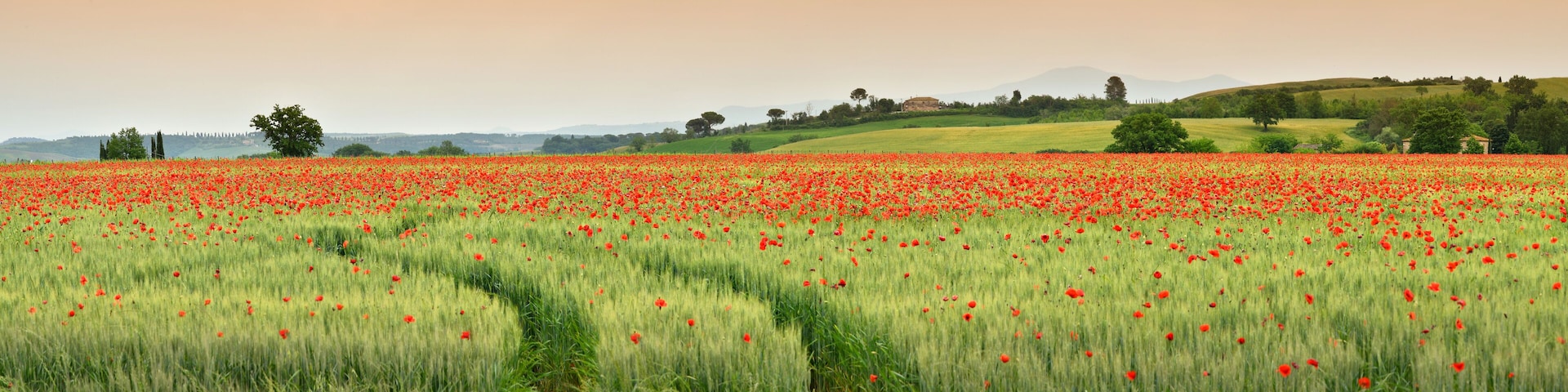 A field of red poppies with rolling hills and a distant mountain in the background.