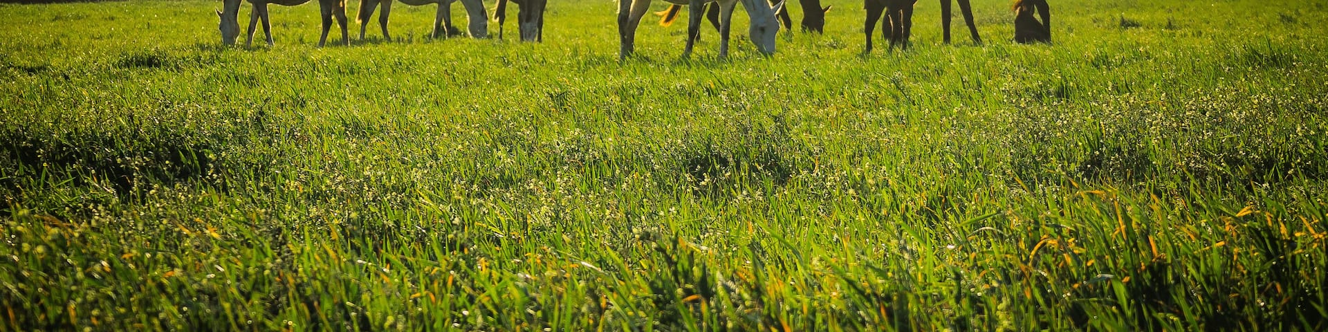 Horses at sunset in the prairie fields of Golega, Ribatejo - Portugal. Lusitan horses breed