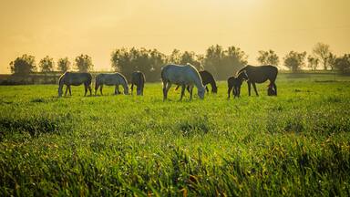 Horses at sunset in the prairie fields of Golega, Ribatejo - Portugal. Lusitan horses breed
